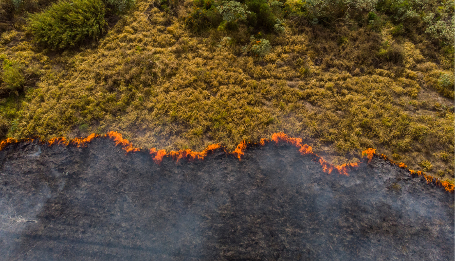 incendios forestales - seguros